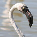Flamant rose