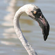 Greater Flamingo