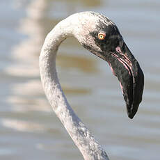 Flamant rose