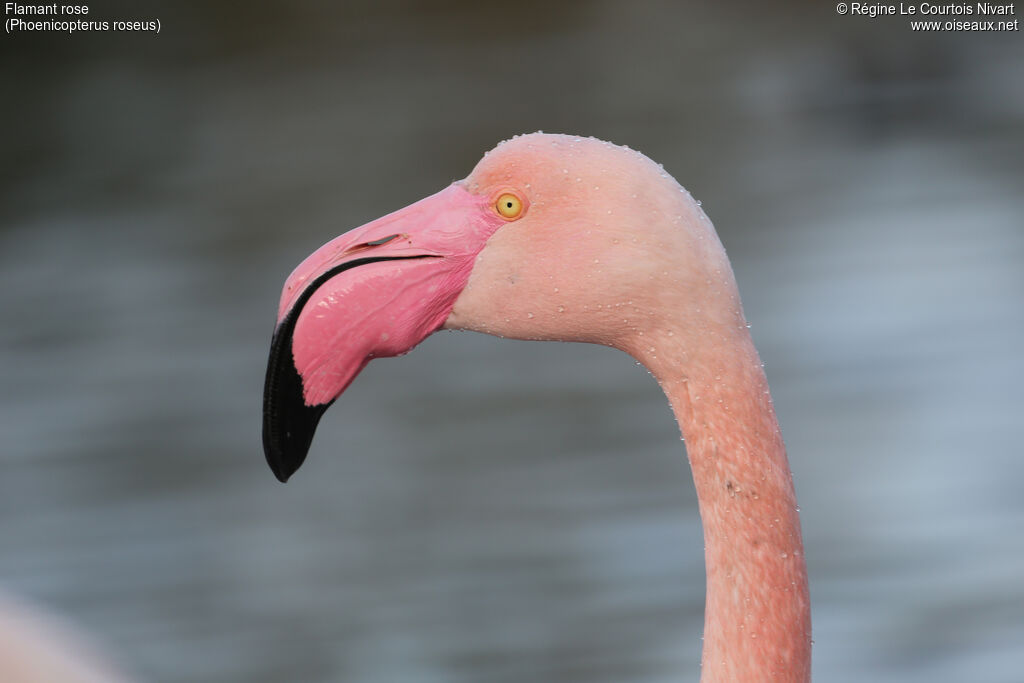 Flamant rose