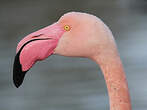 Flamant rose