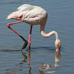 Flamant rose