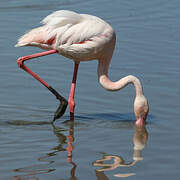 Greater Flamingo