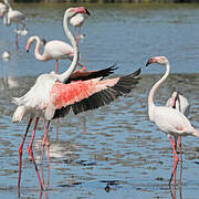 Greater Flamingo