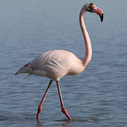 Greater Flamingo