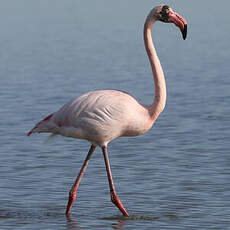 Flamant rose