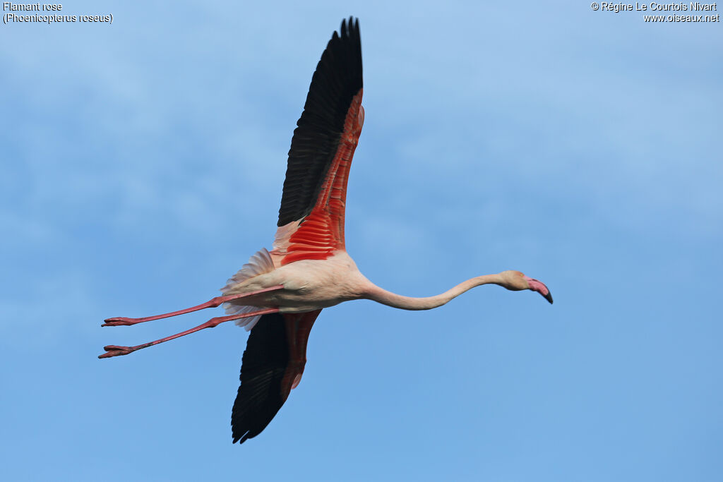 Greater Flamingo