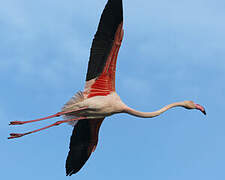 Greater Flamingo