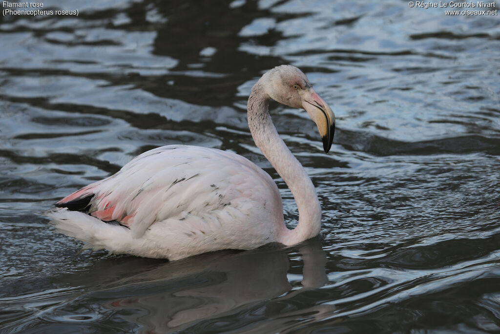 Flamant roseimmature