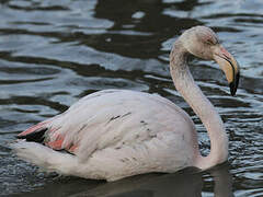 Greater Flamingo