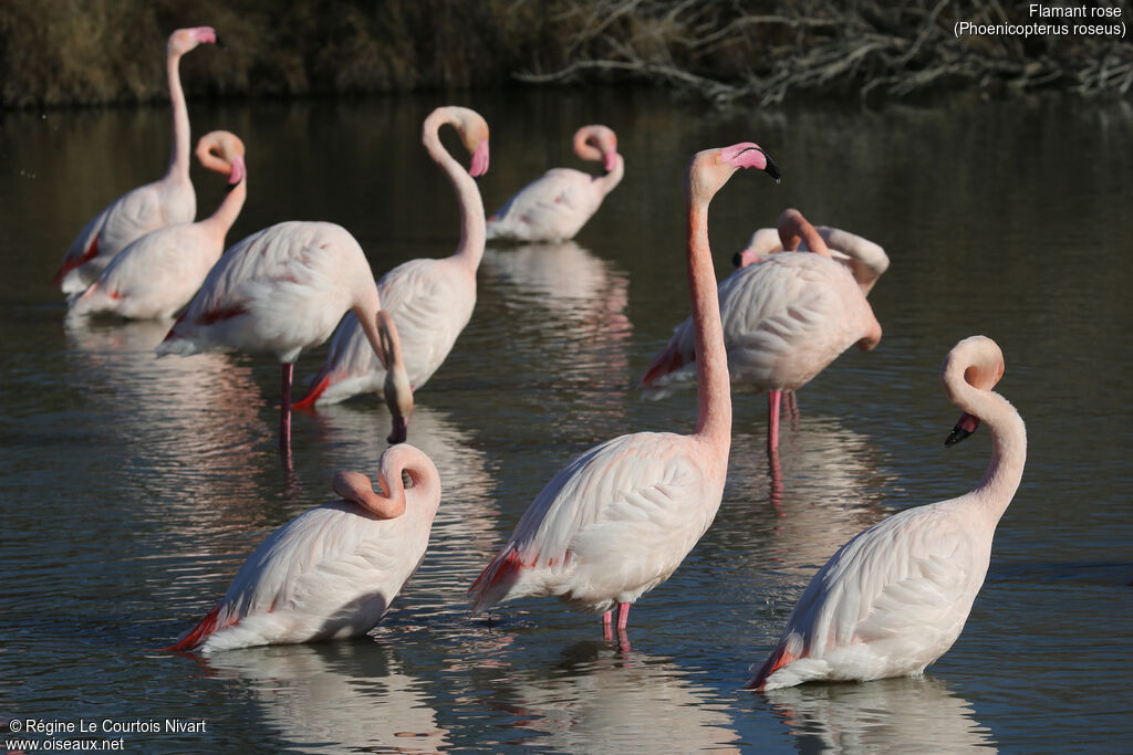 Greater Flamingo