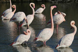 Flamant rose