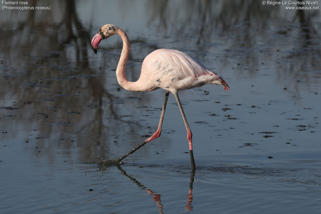 Greater Flamingo