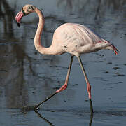 Greater Flamingo