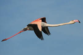 Greater Flamingo