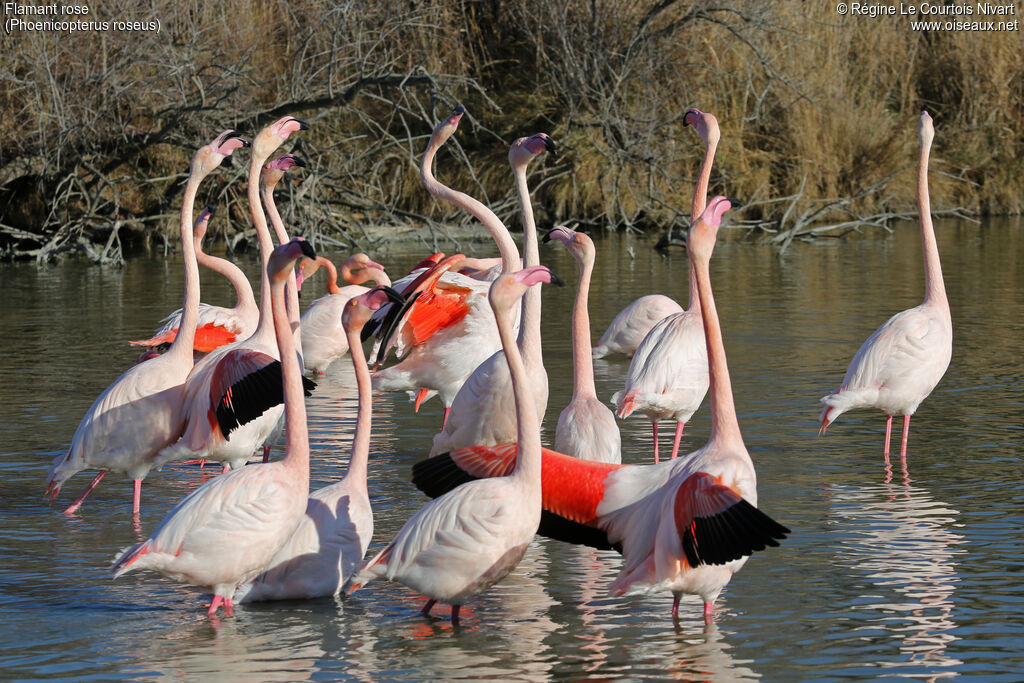 Greater Flamingo