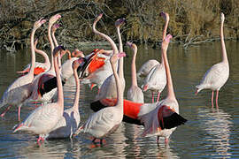 Greater Flamingo