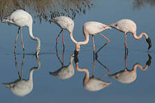 Flamant rose