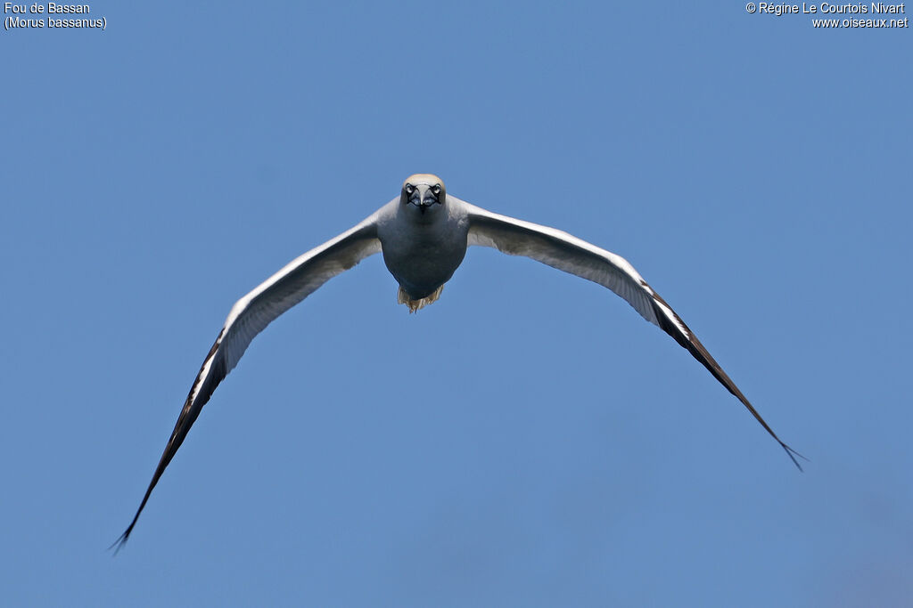 Northern Gannet