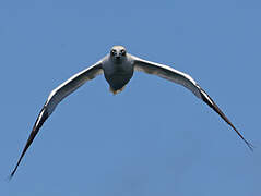 Northern Gannet