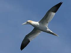 Northern Gannet