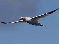 Northern Gannet