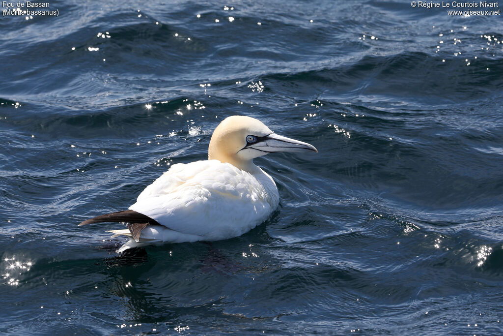 Northern Gannet