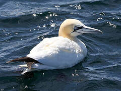 Northern Gannet