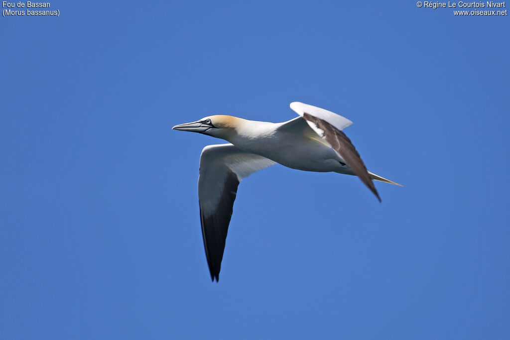 Northern Gannet