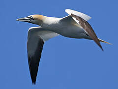 Northern Gannet