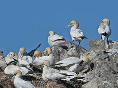 Northern Gannet