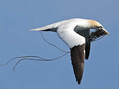 Northern Gannet