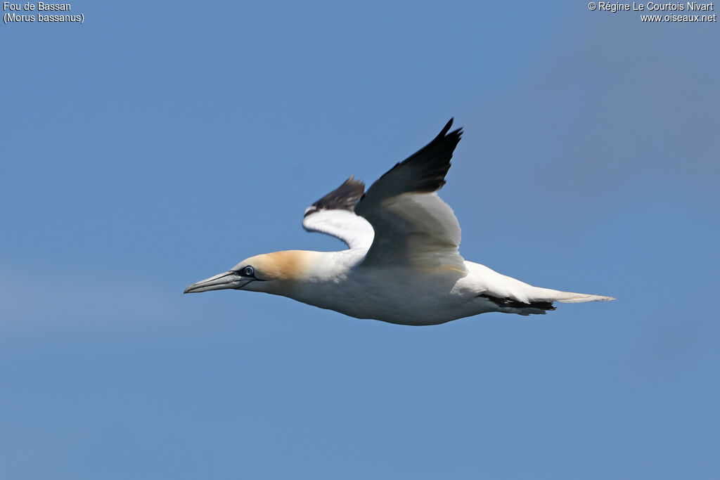 Northern Gannet