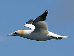 Northern Gannet