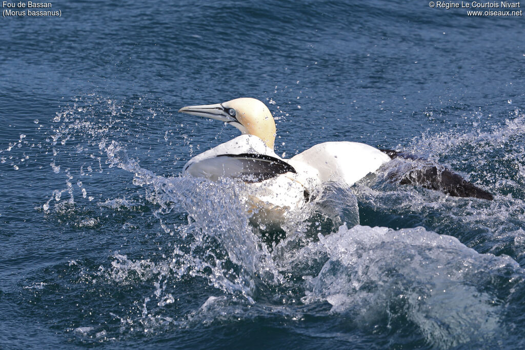 Northern Gannet