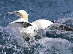 Northern Gannet