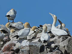 Northern Gannet