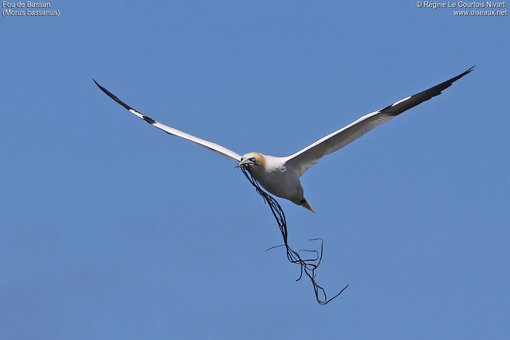 Northern Gannet, Reproduction-nesting