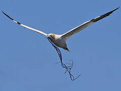 Northern Gannet