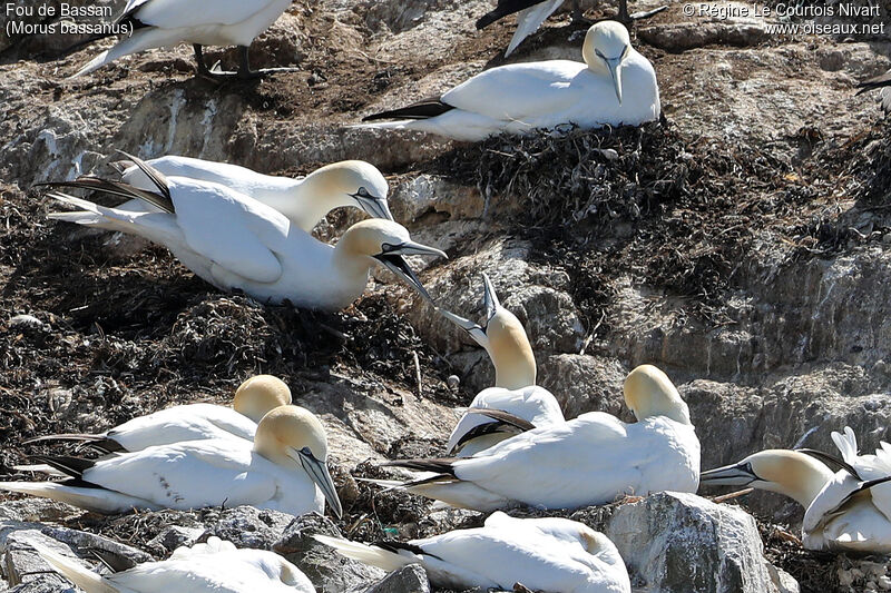 Northern Gannet, Reproduction-nesting, colonial reprod.