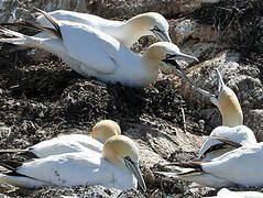 Northern Gannet