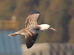 Peruvian Booby