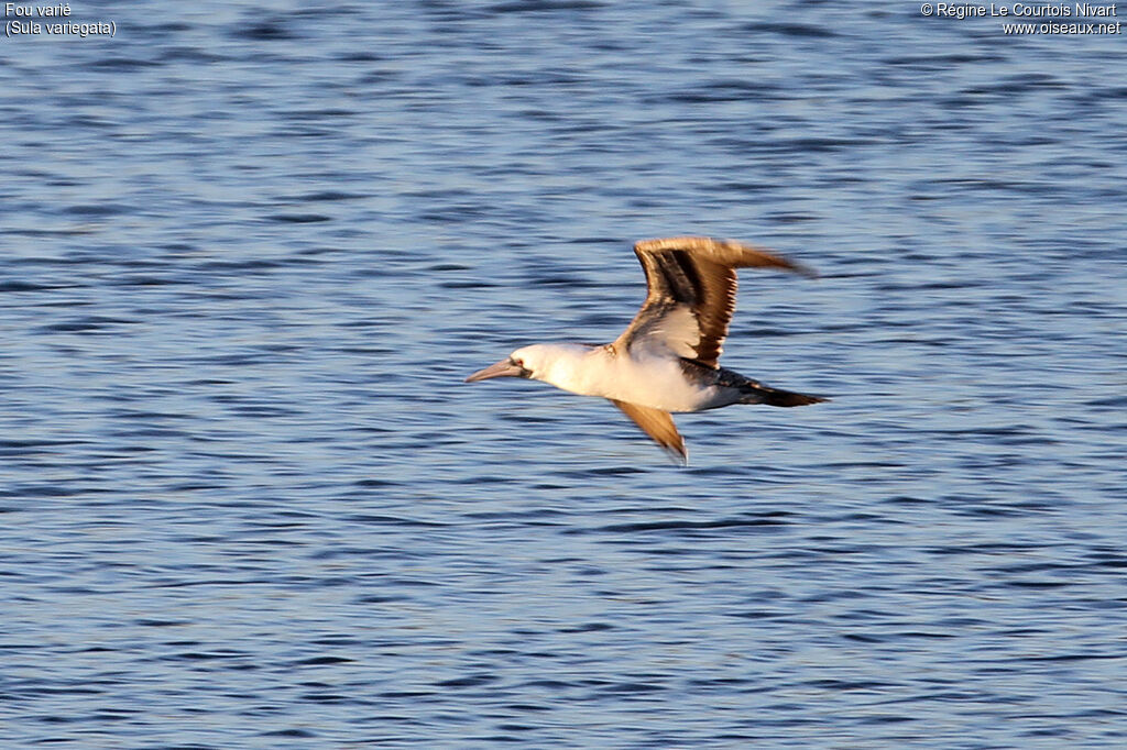 Peruvian Booby