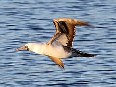 Peruvian Booby