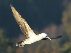 Peruvian Booby