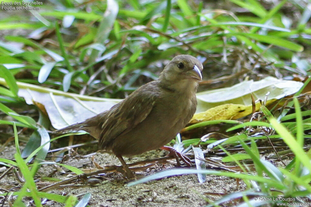 Foudi des Seychelles