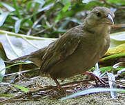 Foudi des Seychelles