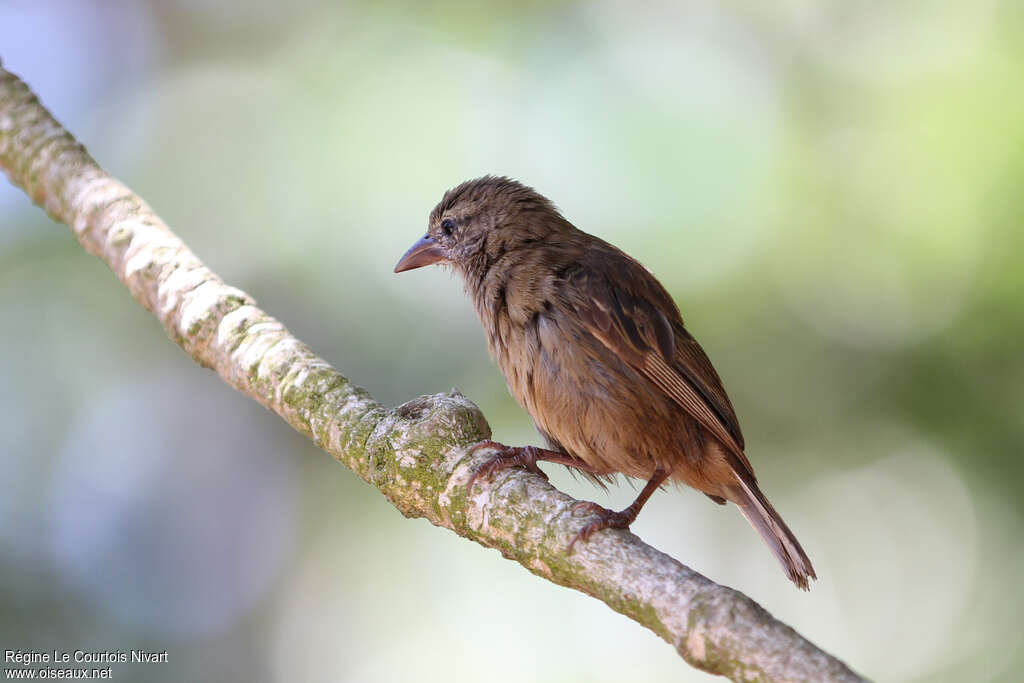 Foudi des Seychelles, identification