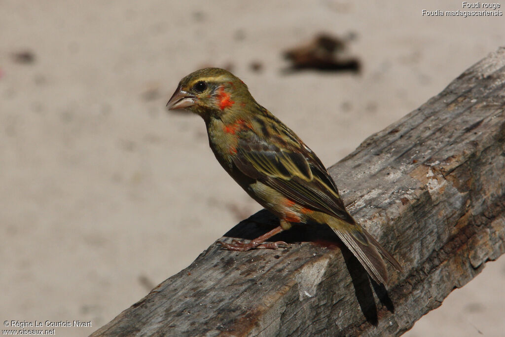 Red Fody male