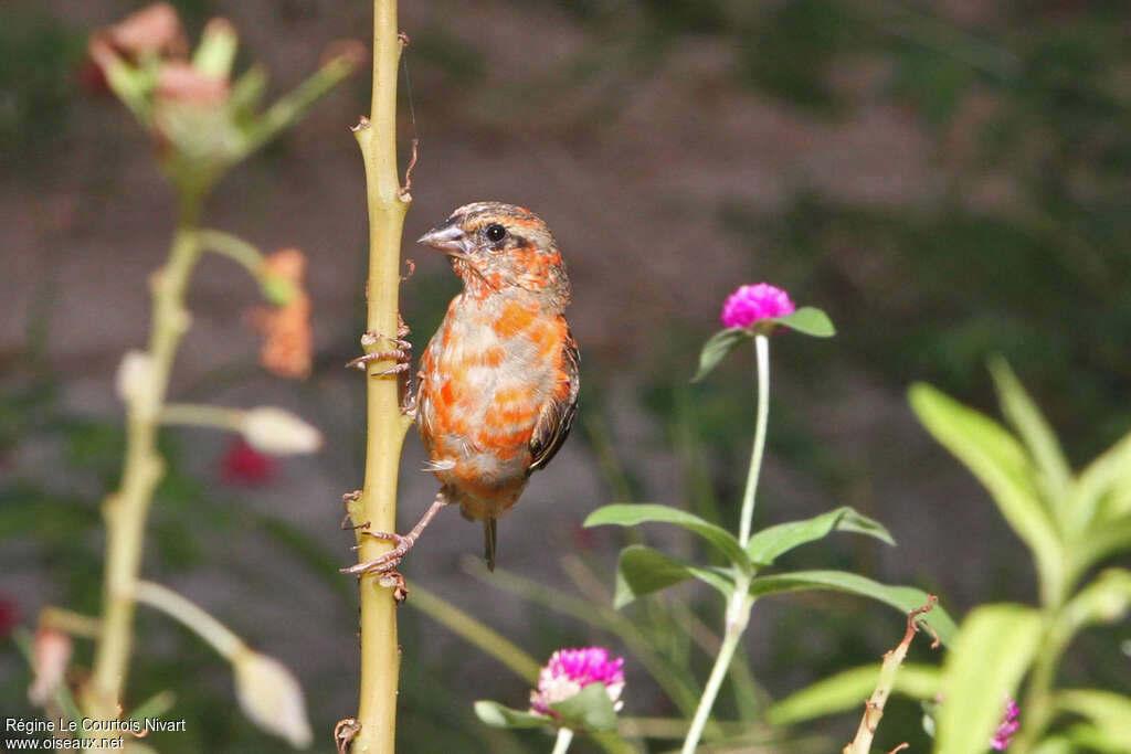 Red Fody male